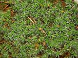 Polytrichum commune