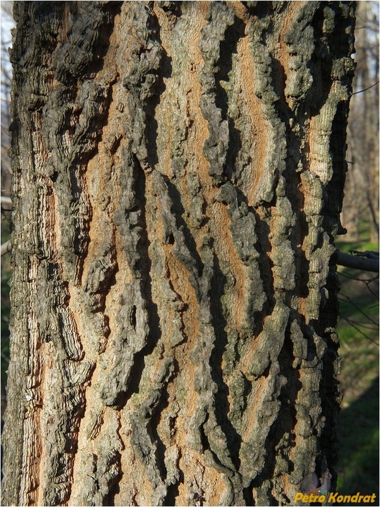 Image of genus Celtis specimen.