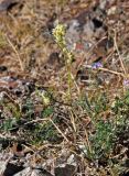 Aconogonon angustifolium. Цветущее растение. Монголия, аймак Уверхангай, восточные отроги хребта Хангай, ≈ 2100 м н.у.м., каменистый сухой склон. 05.06.2017.