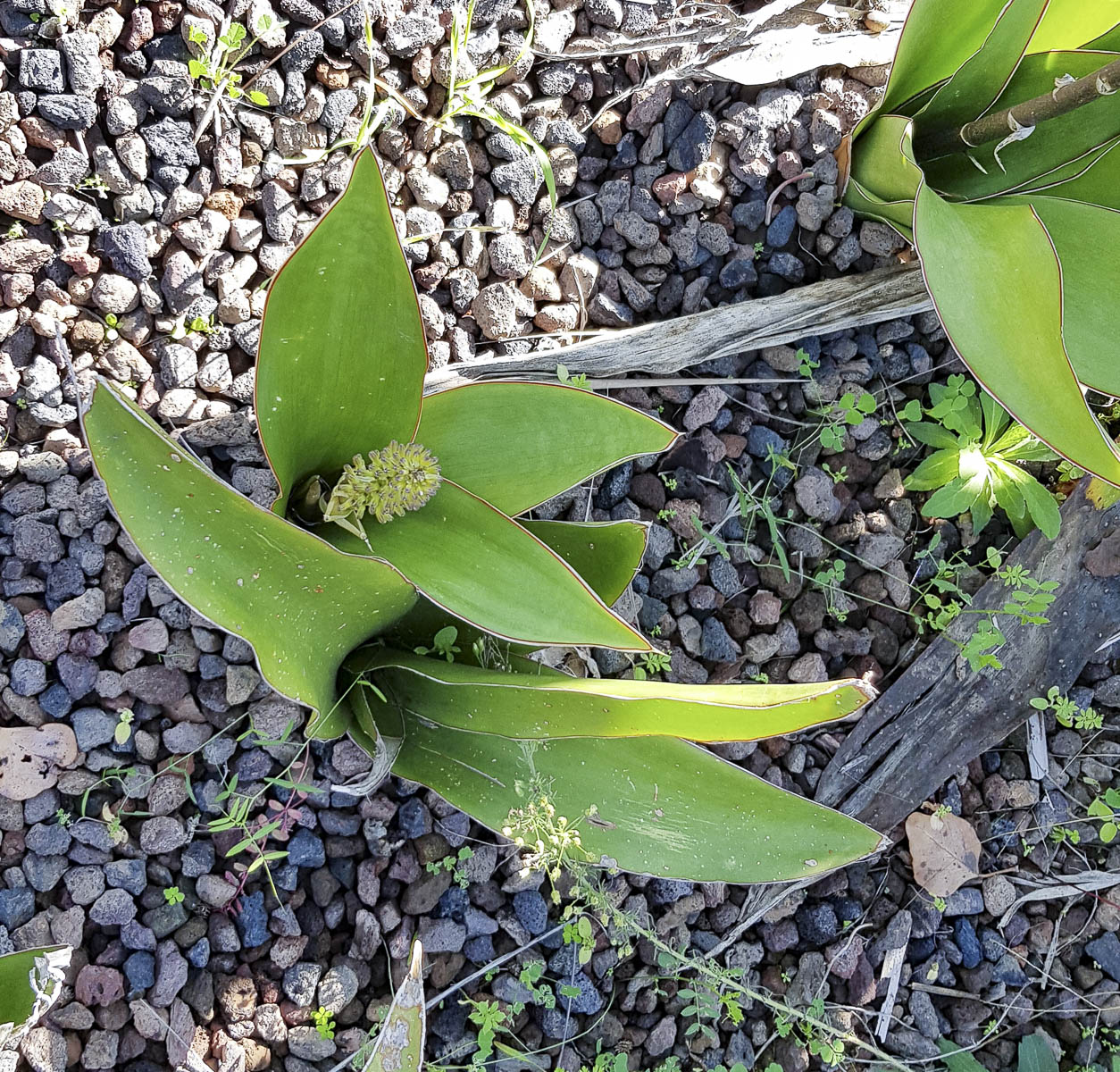 Image of Sansevieria liberica specimen.