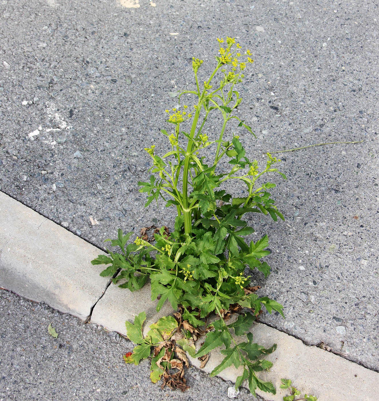 Image of Pastinaca sativa specimen.