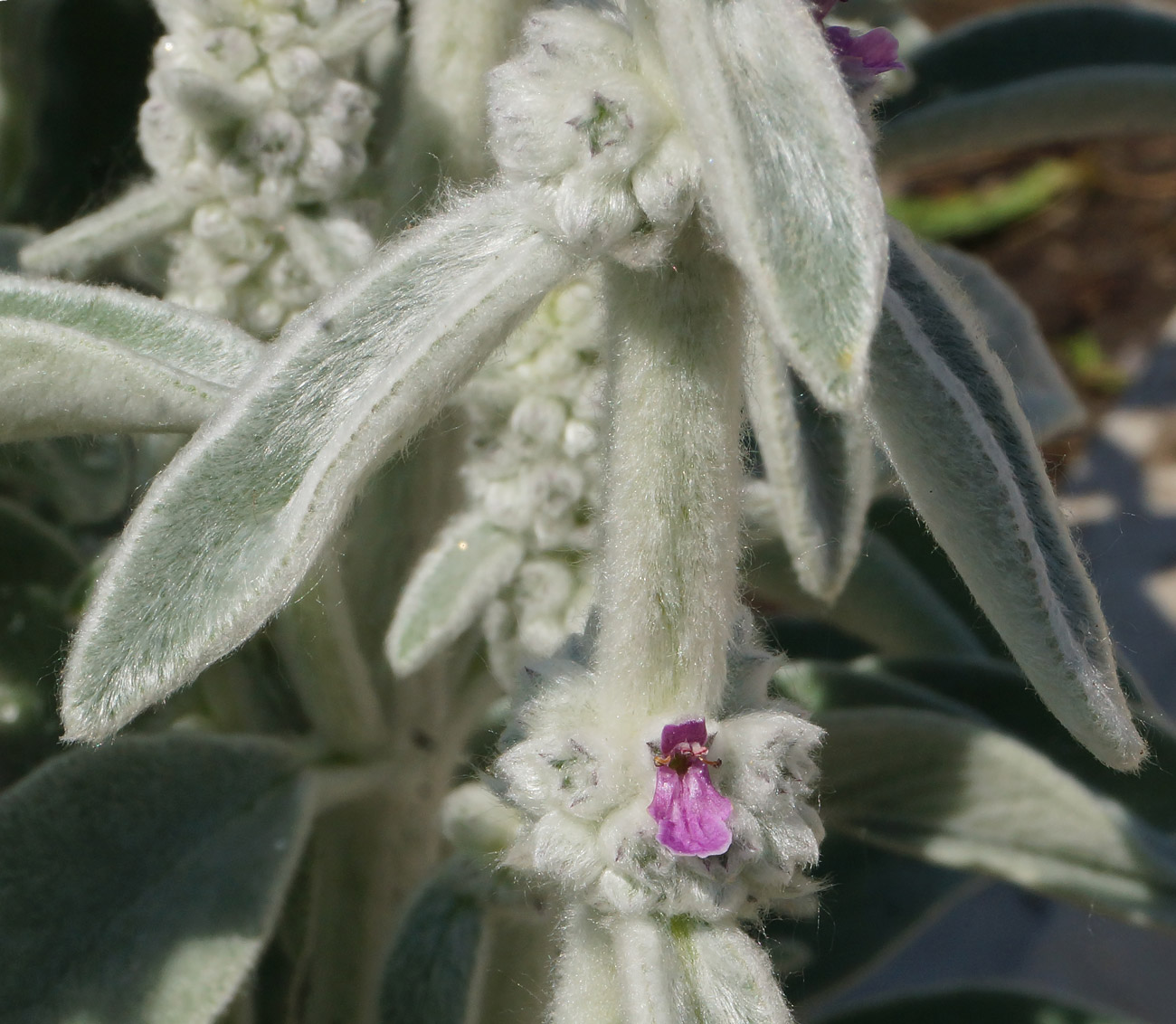 Изображение особи Stachys byzantina.