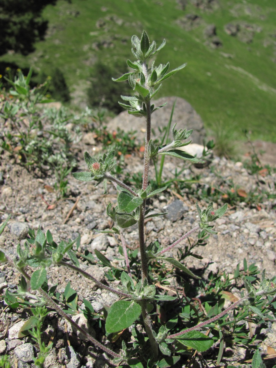 Изображение особи Axyris caucasica.