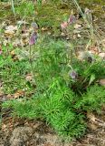 Pulsatilla pratensis