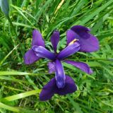 Iris ensata