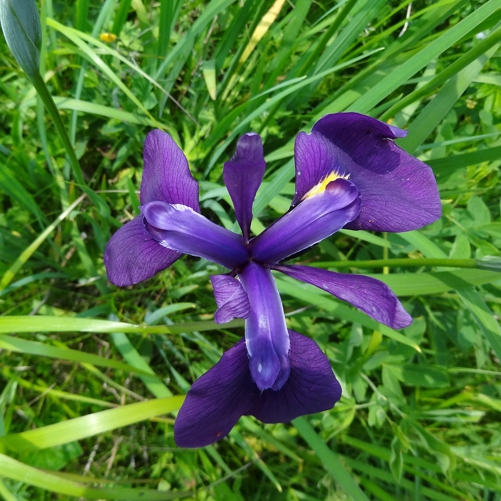 Image of Iris ensata specimen.