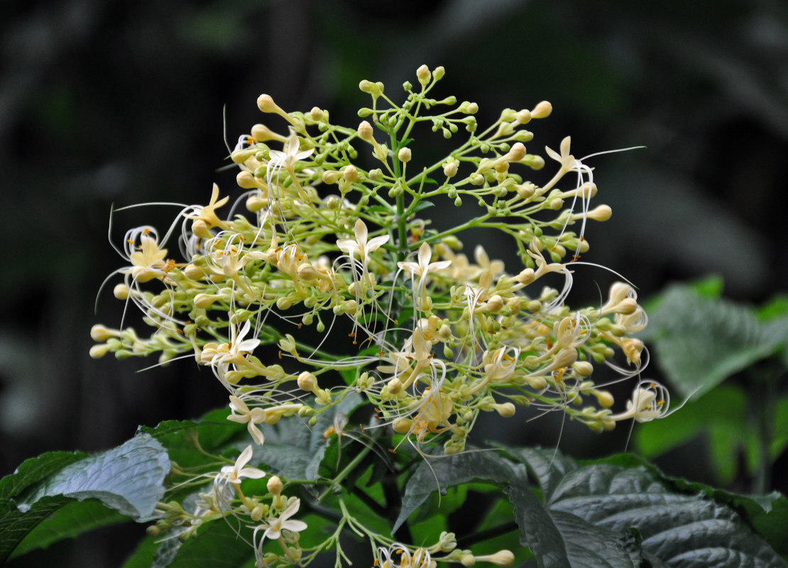 Image of Clerodendrum paniculatum specimen.