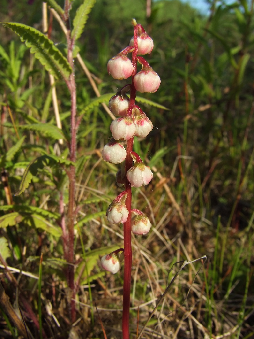 Изображение особи Pyrola minor.