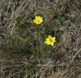 Anemonastrum speciosum. Цветущее растение. Кабардино-Балкария, Эльбрусский р-н, склон горы Чегет, субальпийский луг. 09.06.2009.