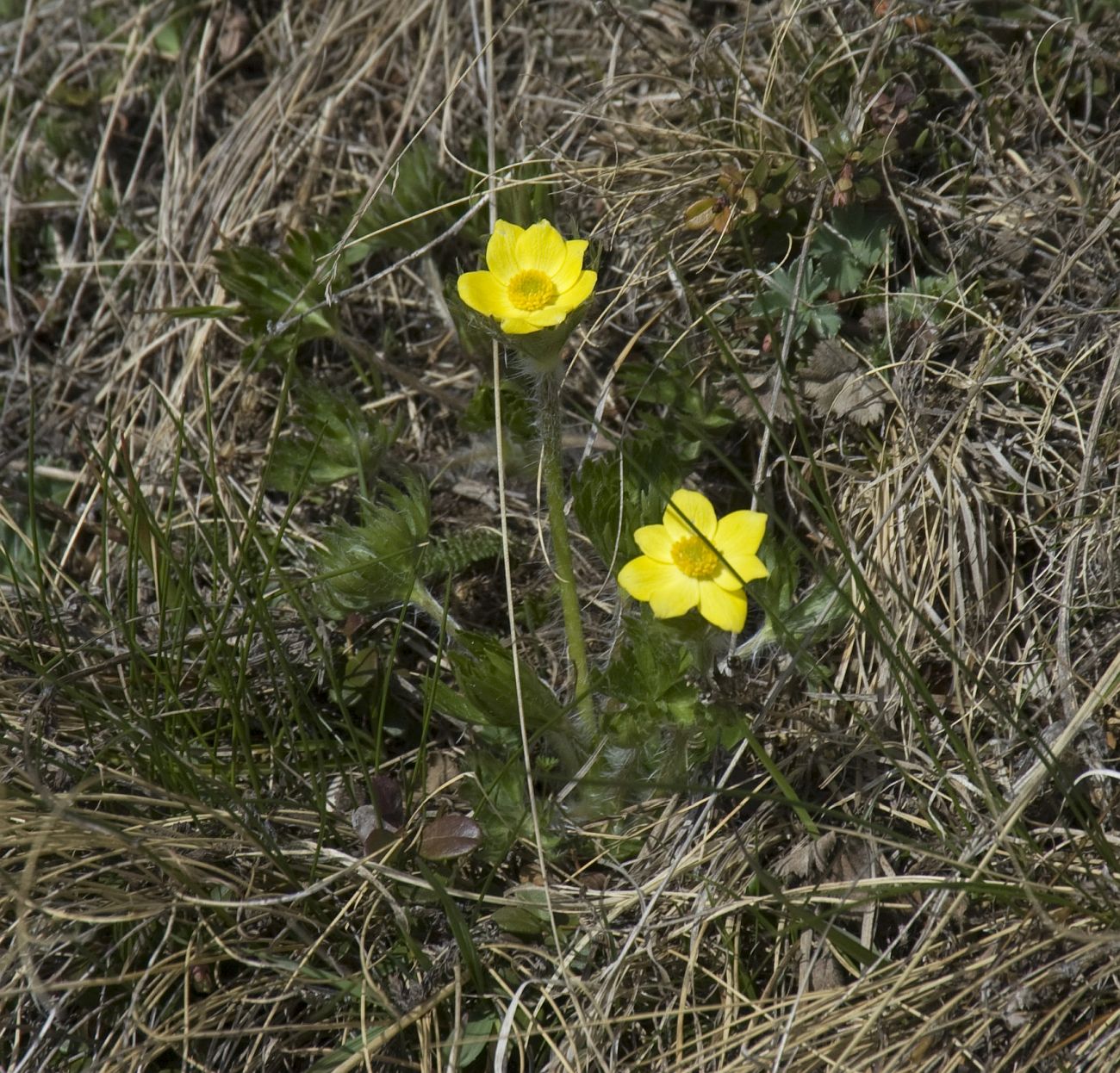 Image of Anemonastrum speciosum specimen.