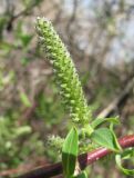 Salix elbursensis. Отцветшее женское соцветие. Краснодарский край, Абинский р-н, ст. Холмская, берег р. Хабль. 01.04.2017.