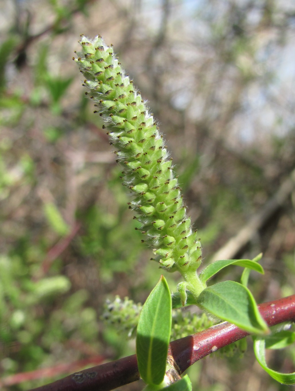 Изображение особи Salix elbursensis.