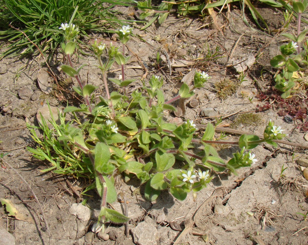 Image of Cerastium glomeratum specimen.