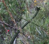 genus Corryocactus. Верхушка плодоносящего растения. Перу, археологический комплекс \"Писак\", высота 2970 м н.у.м. 12 марта 2014 г.