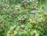 Ribes glabrum