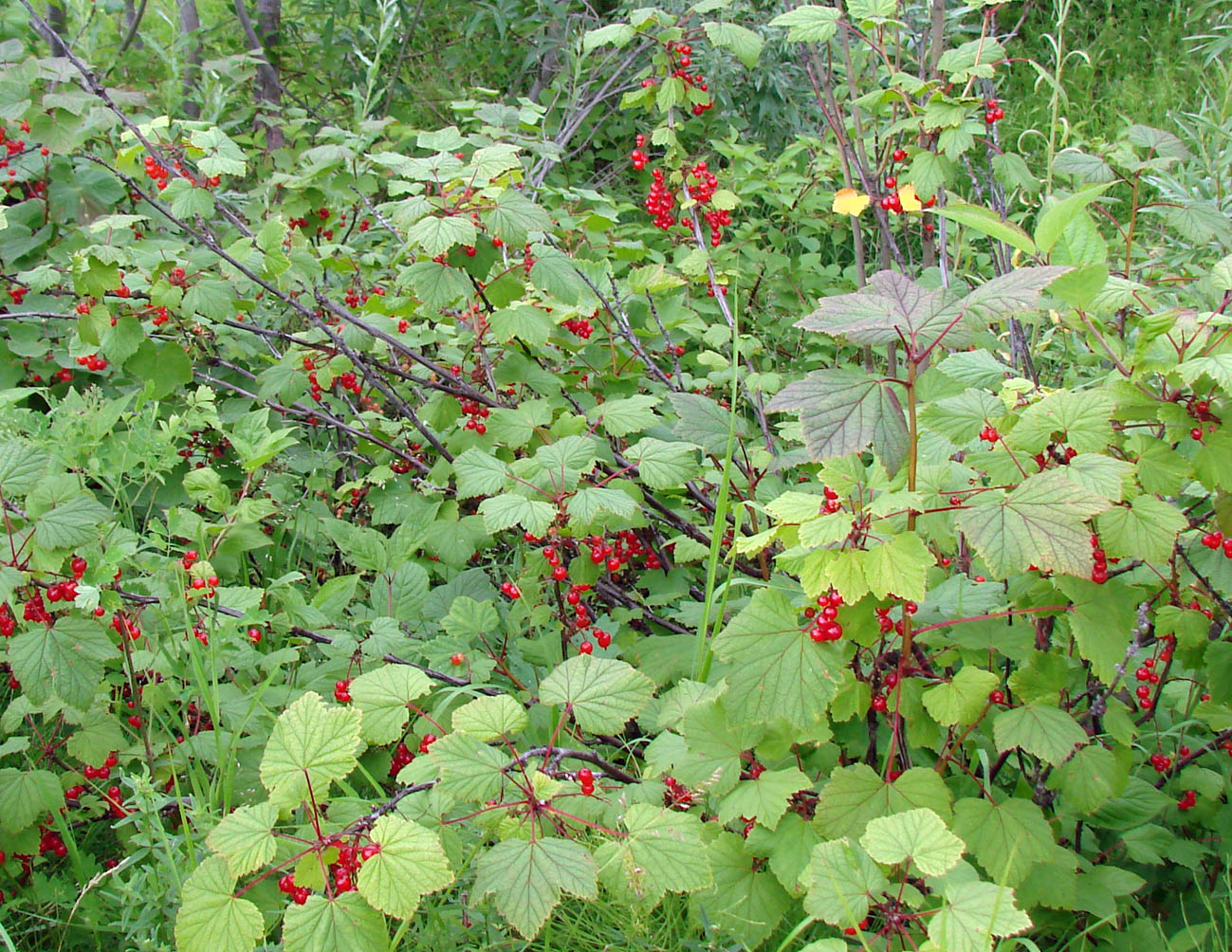 Image of Ribes glabrum specimen.