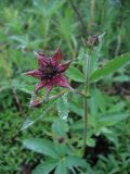 Comarum palustre