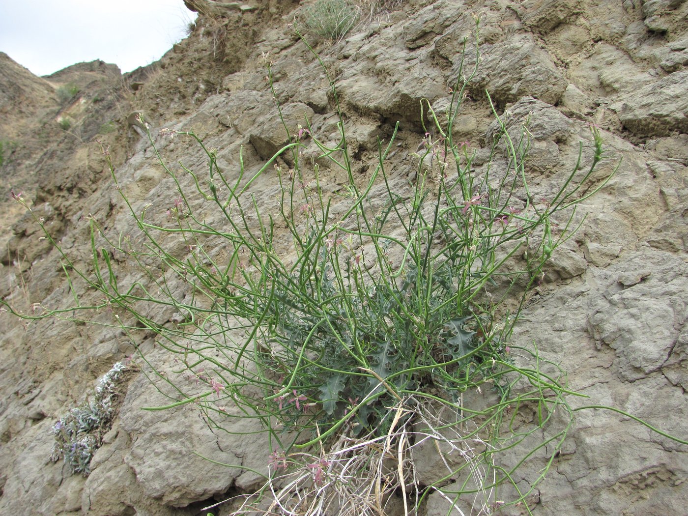 Image of Matthiola caspica specimen.