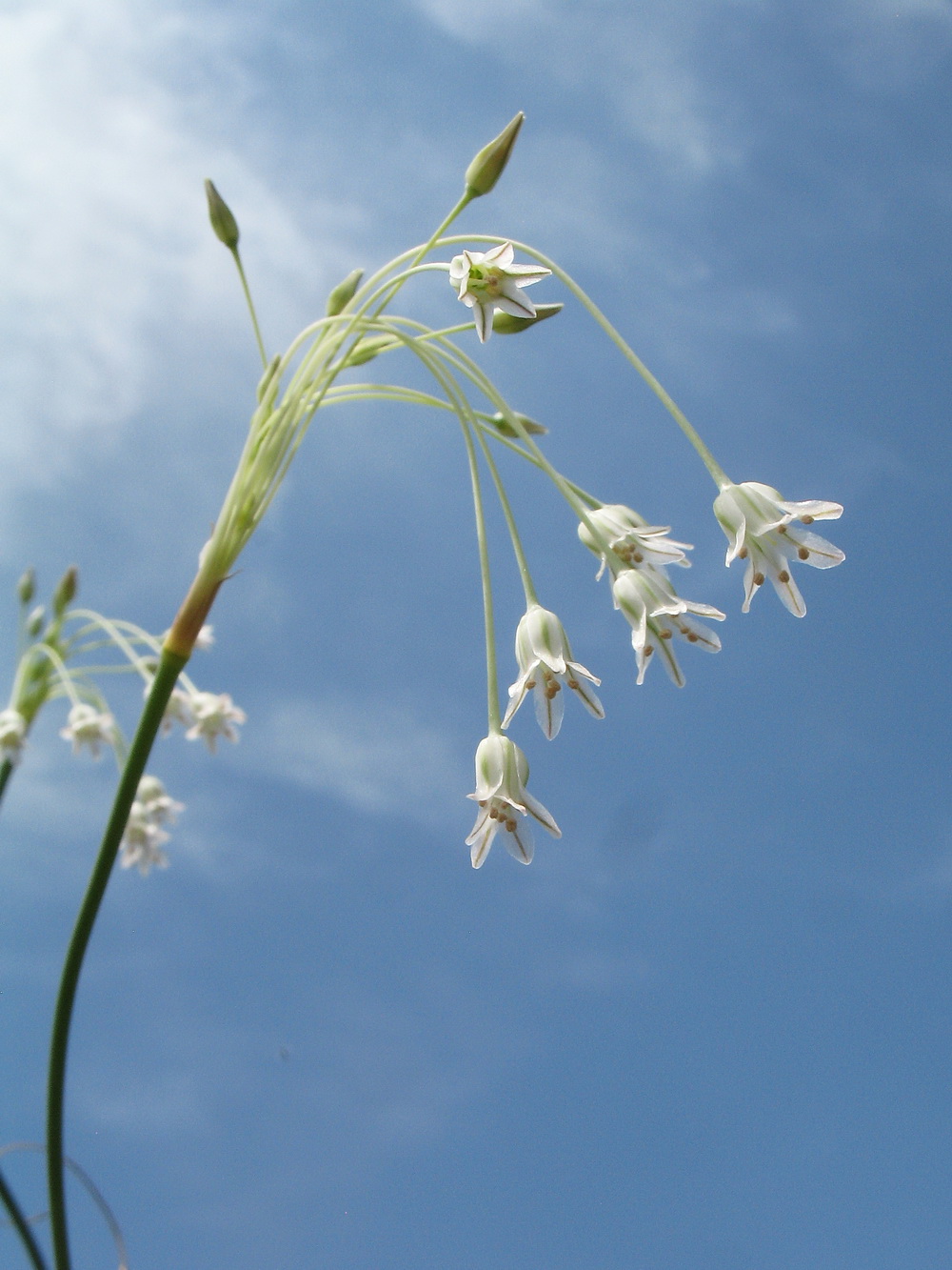 Image of Allium margaritae specimen.