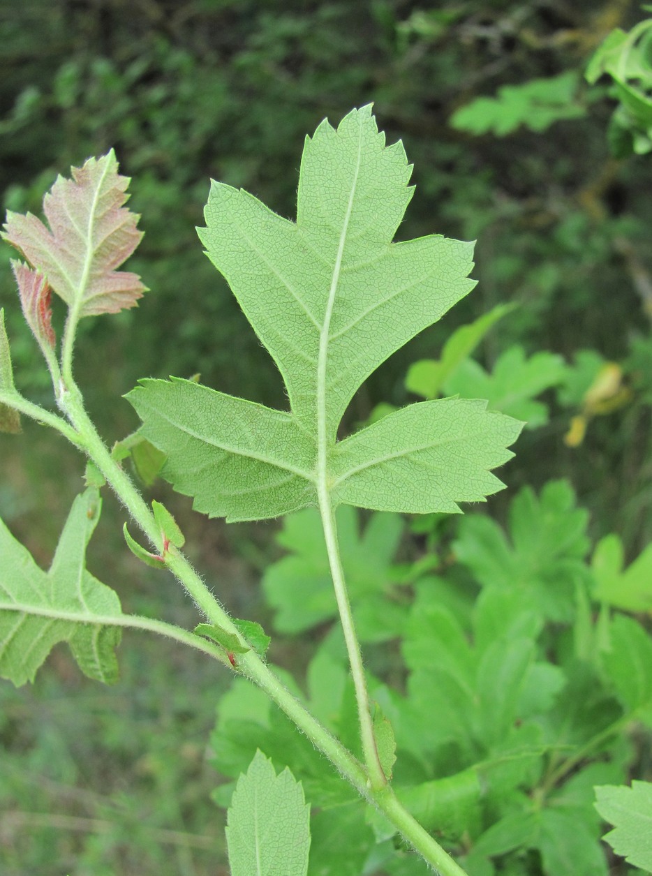 Изображение особи Crataegus pentagyna.