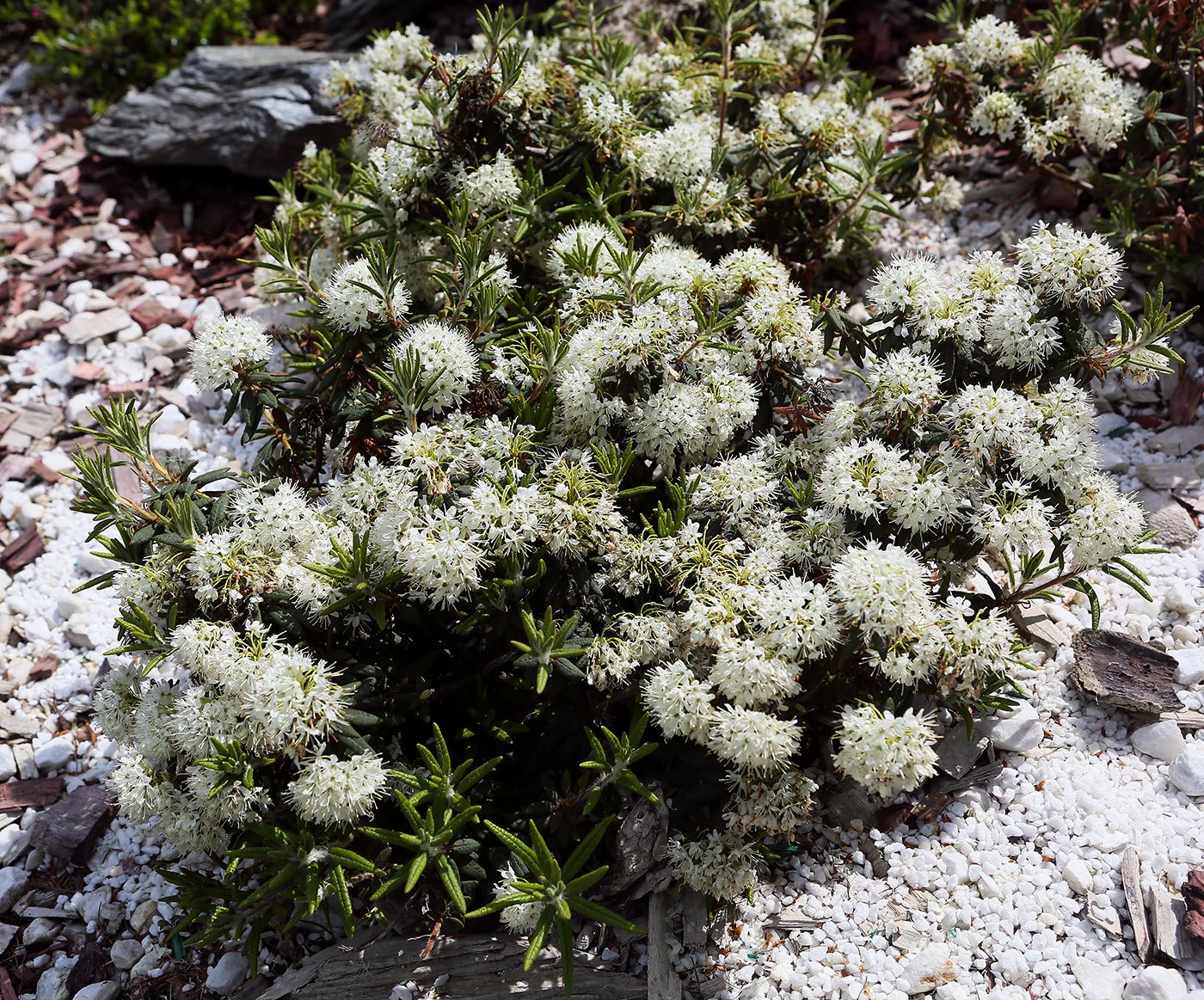 Image of Ledum decumbens specimen.