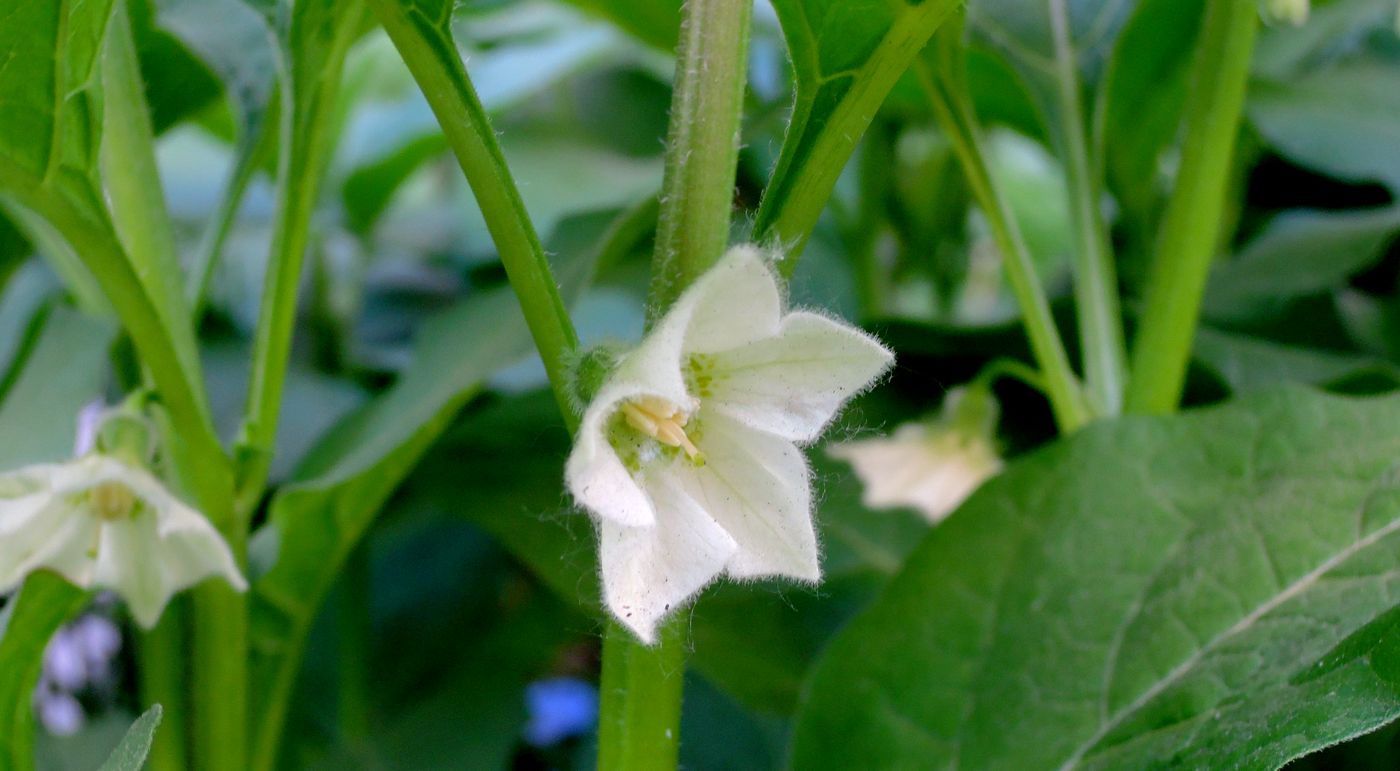 Image of Alkekengi officinarum specimen.