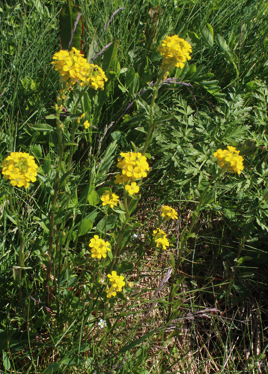 Image of Erysimum hieraciifolium specimen.