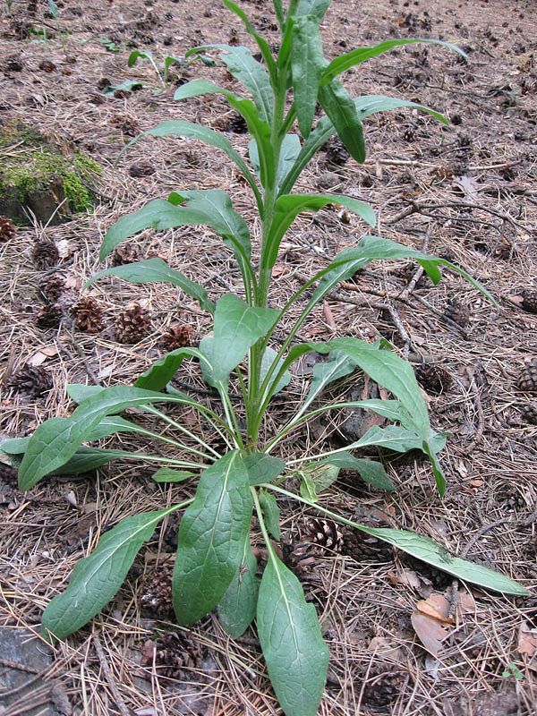 Изображение особи Cynoglossum officinale.