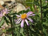 Aster sibiricus