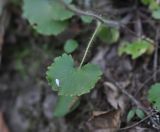 Saxifraga repanda