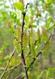 Salix hastata