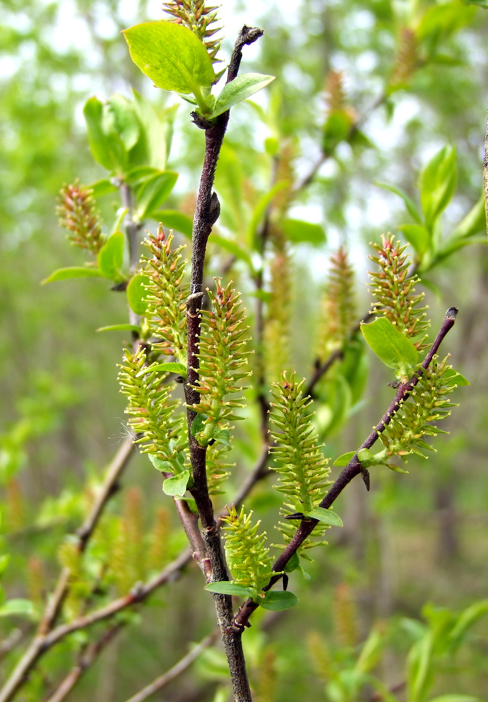 Изображение особи Salix hastata.