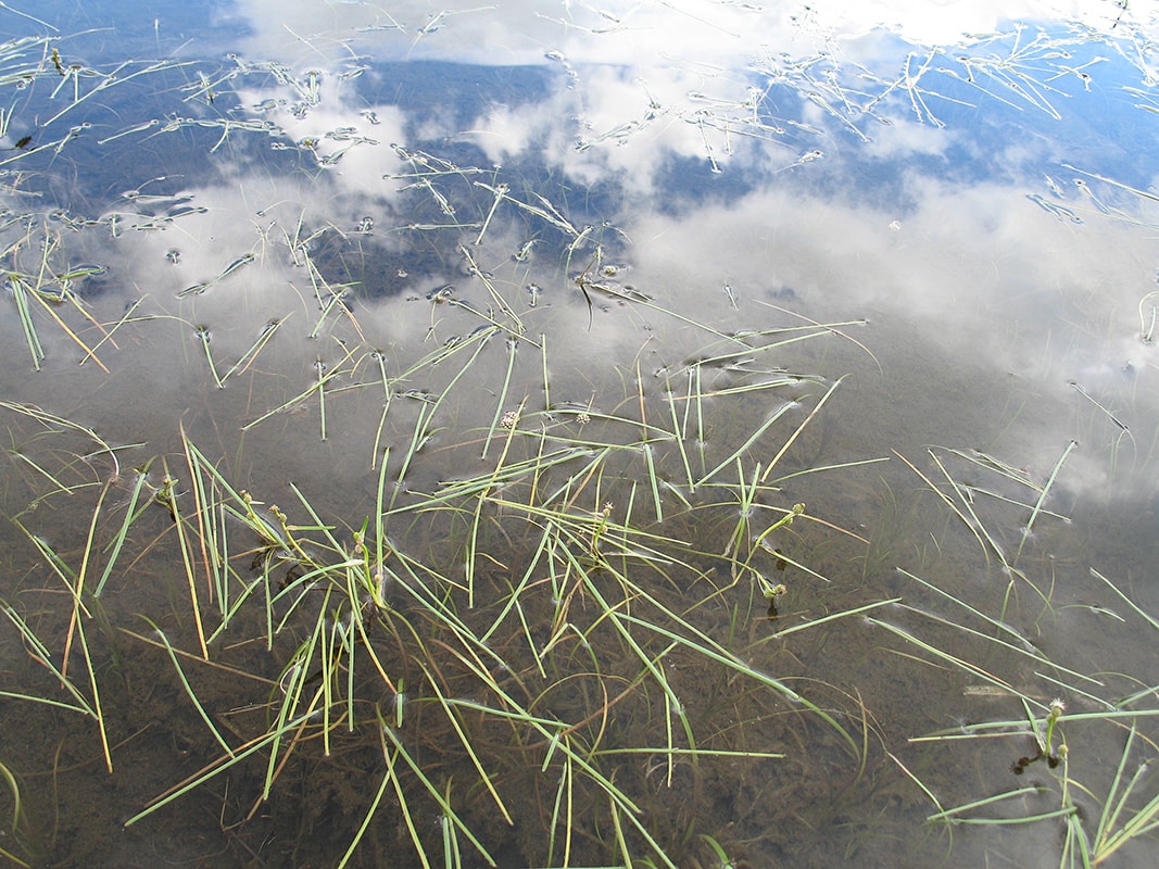 Image of Sparganium hyperboreum specimen.