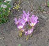 Colchicum speciosum. Цветущие растения. Тверь, Заволжский р-н, клумба возле многоэтажки. 04.09.2018.