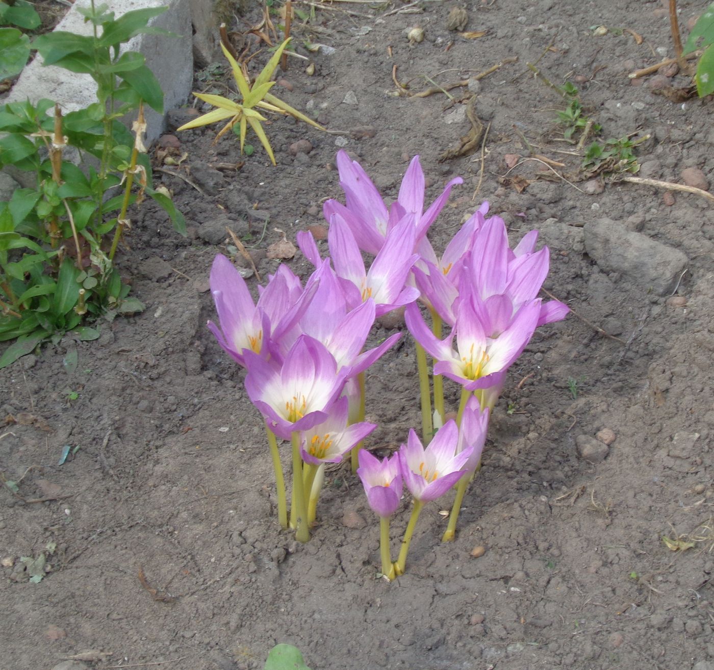 Изображение особи Colchicum speciosum.