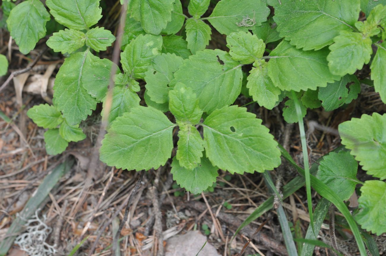 Image of Drymosiphon grandiflorus specimen.