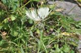 Centaurea cheiranthifolia. Верхушка цветущего растения с муравьями. Грузия, Казбегский муниципалитет, окраина с. Степанцминда, зап. склон горы Куро, горный луг. 31.07.2018.