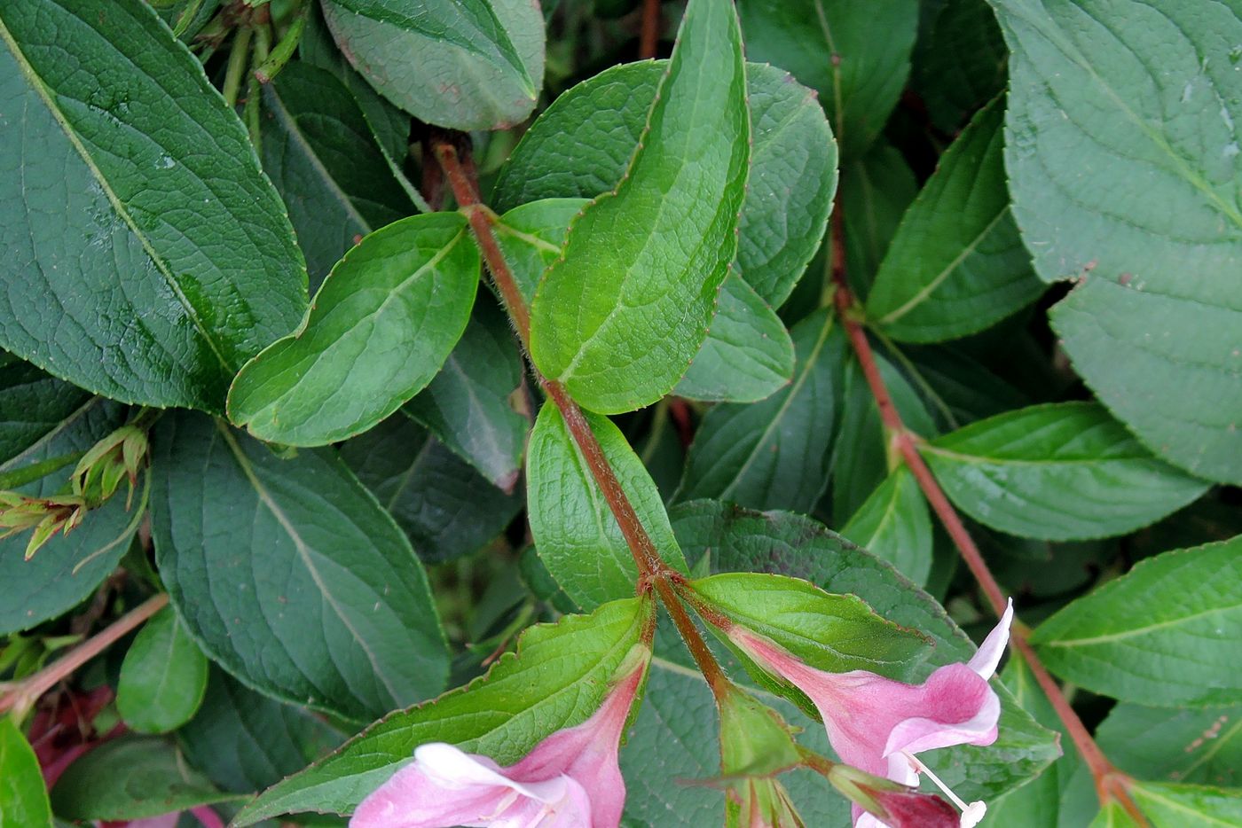 Image of genus Weigela specimen.