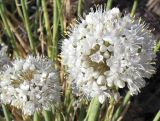 Allium galanthum