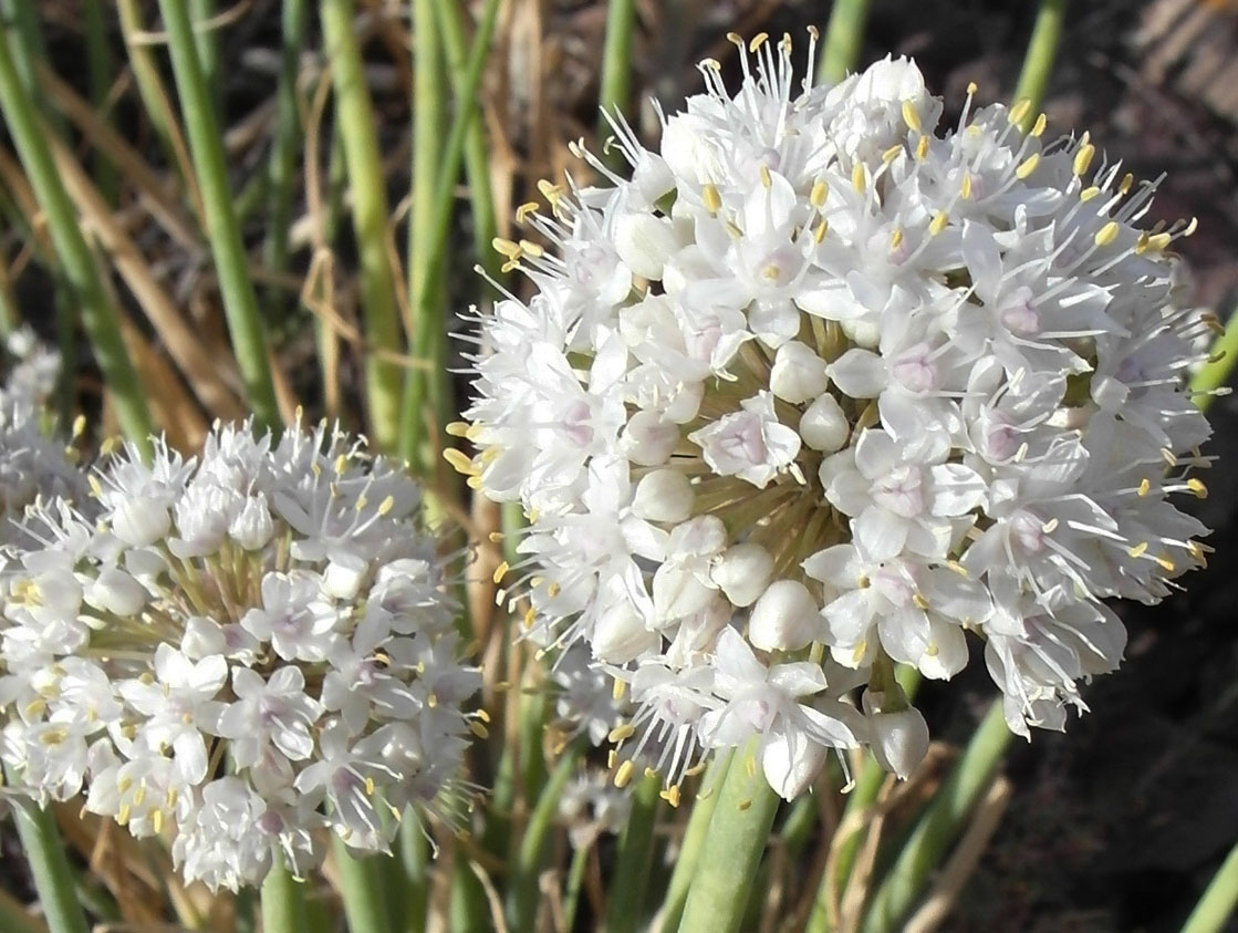 Изображение особи Allium galanthum.