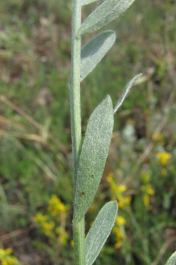 Image of Genista taurica specimen.