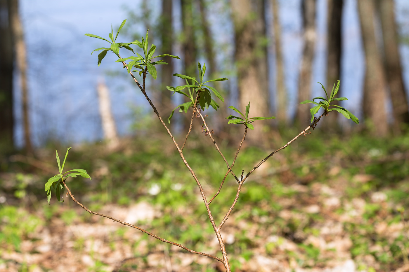 Image of Daphne mezereum specimen.