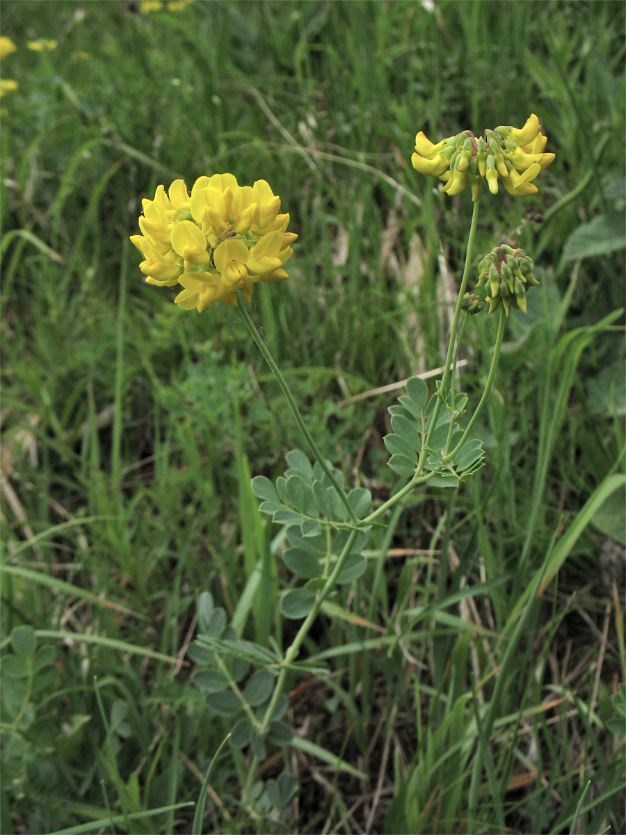 Изображение особи Coronilla coronata.