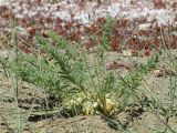 Astragalus pamirensis. Отцветшее растение с созревающими плодами. Таджикистан, Горно-Бадахшанская автономная обл., Мургабский р-н, окр. сельской общины (кишлака) Каракуль; Восточный Памир, денудационный шлейф западного макросклона Сарыкольского хребта, восточный берег оз. Каракуль; пояс полугидроморфных гемигалофитно-пустынных солончаков (в комплексе с высокогорной пустыней) на сползающих в озёрную котловину продуктах эрозии, выс. 3930 м н.у.м. 16 августа 2018 г.