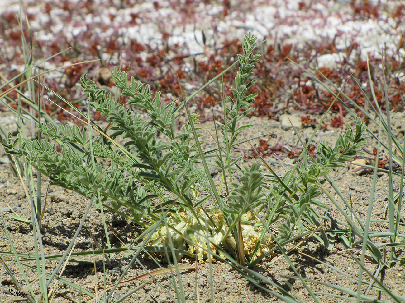 Изображение особи Astragalus pamirensis.