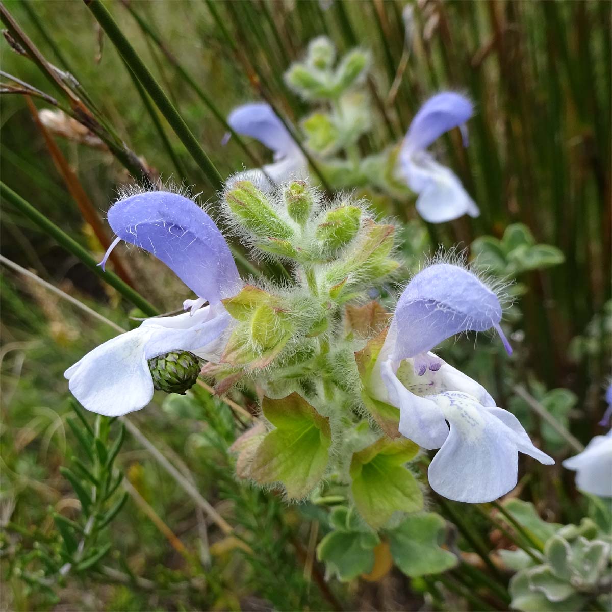 Image of Salvia africana specimen.