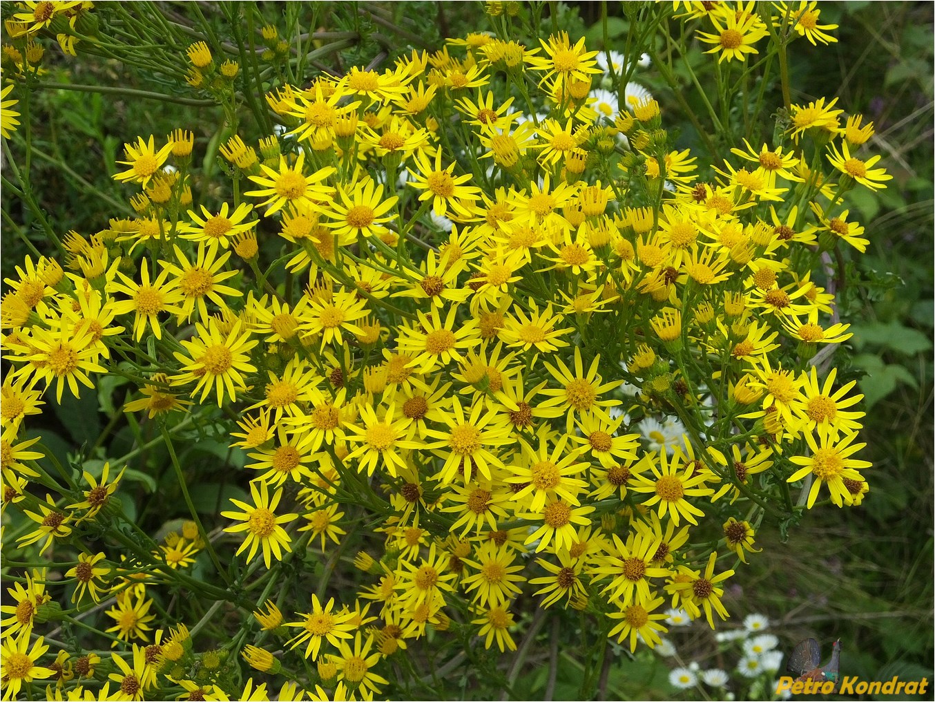 Изображение особи Senecio jacobaea.