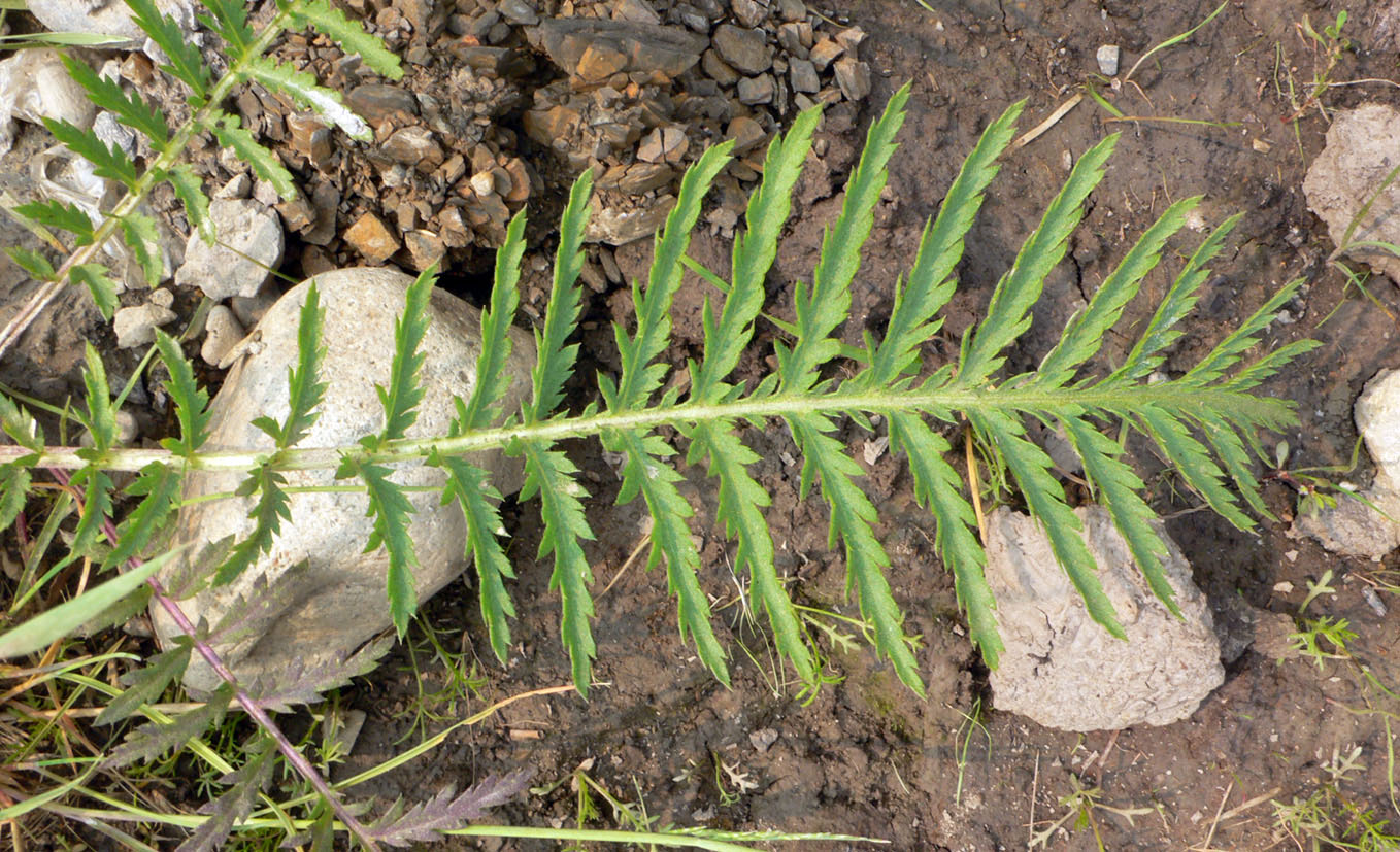 Image of Tanacetum boreale specimen.