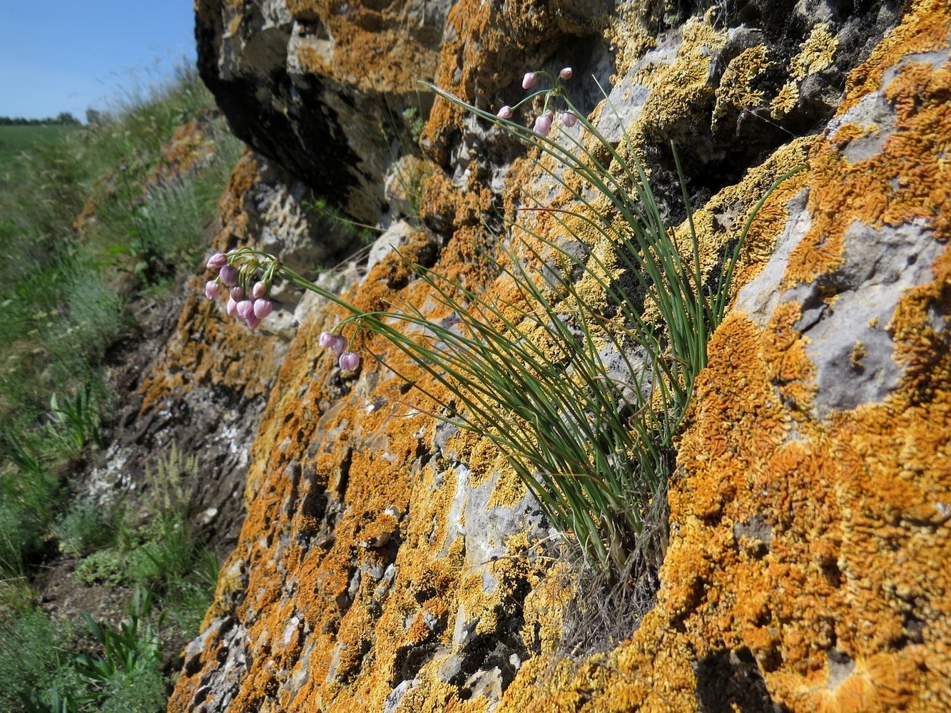 Image of Allium vodopjanovae specimen.