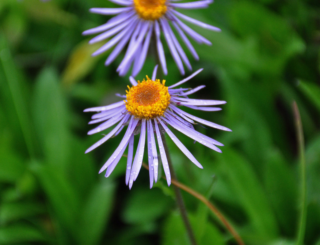 Image of Erigeron flaccidus specimen.